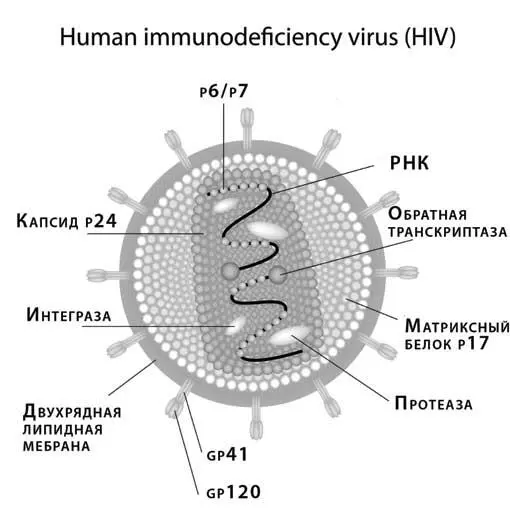 Стилизованное изображение сечения ВИЧ Хотя в Уголовном кодексе Российской - фото 40