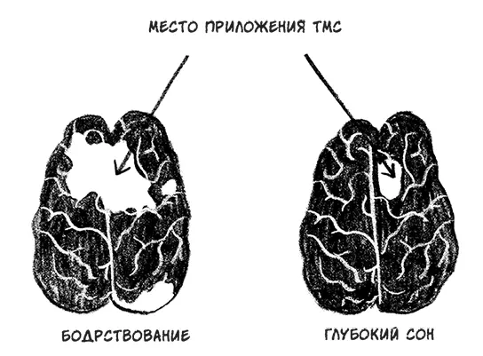 Когда я так и не смог заснуть в лаборатории Тонони отвел меня в свой кабинет - фото 74