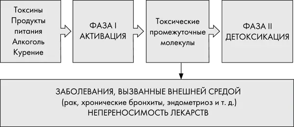 Рис 3 Высокая токсическая нагрузка на клеточном и тканевом уровне повышает - фото 28