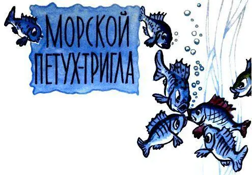 МОРСКОЙ ПЕТУХТРИГЛА Прошёл по морю слух что появилась в нём новая рыба - фото 12
