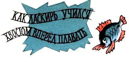 КАК ЛАСКИРЬ УЧИЛСЯ ХВОСТОМ ВПЕРЕД ПЛАВАТЬ У ласкиря морского карася врагов в - фото 18