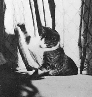 Кот Васька Напомню что говорим мы лишь о самых любимых и близких животных - фото 7