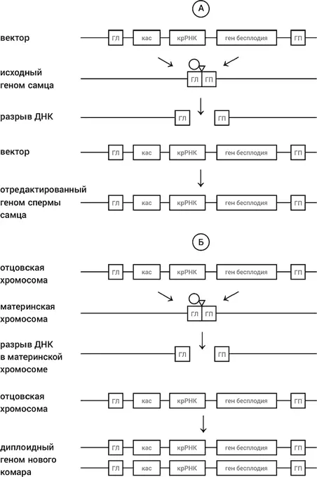 Рис 47Использование технологии КРИСПРкас для создания бесплодных комаров А - фото 81