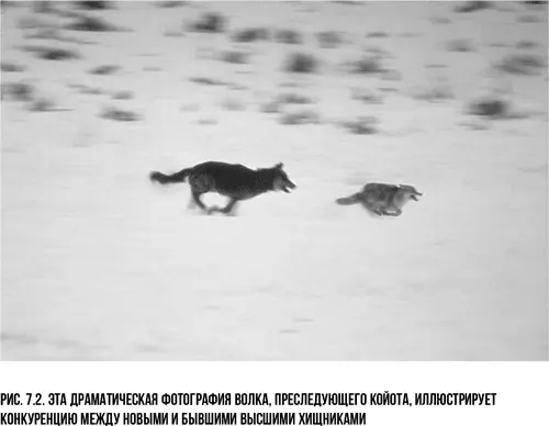Однако те койоты которые выжили или не подвергались атакам только выиграли - фото 7