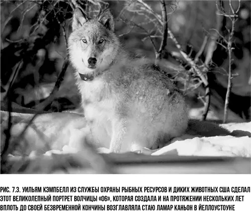 Вдруг я увидела что возле туши началась какаято активность Я разглядела - фото 8