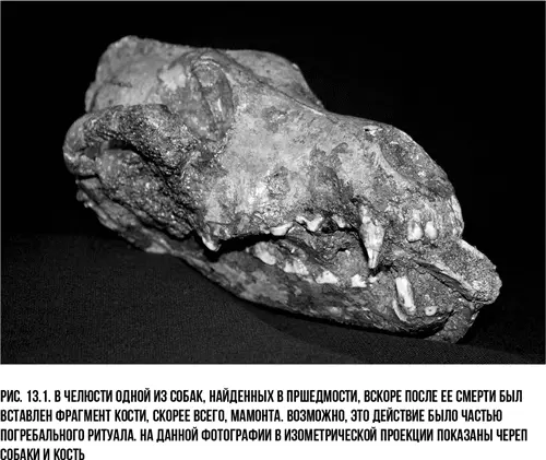 Встречающиеся с высокой частотой сломанные зубы ужасных волков Северной Америки - фото 24