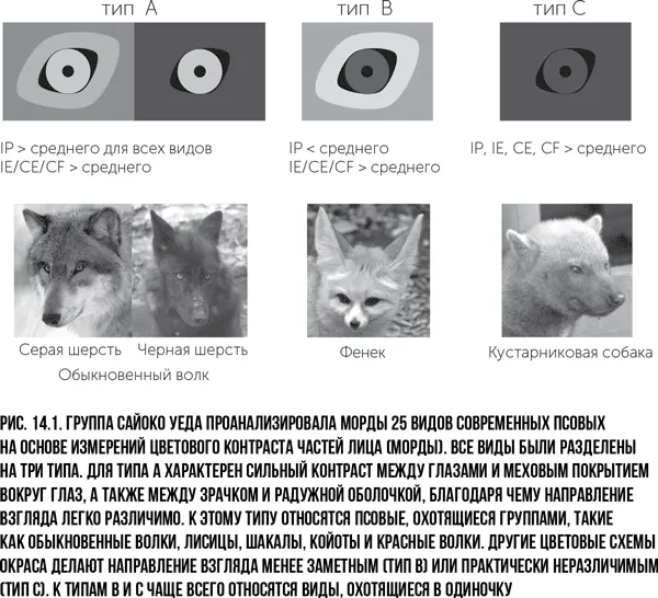 Виды отнесенные к типу А имеют радужные оболочки светлых цветов темные - фото 25