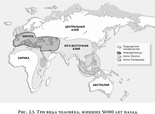 50 000 лет назад мир был поделен между людьми трех видов Homo erectus занимал - фото 3