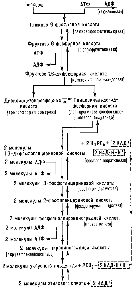 Схема спиртового брожения Бройлер Бройлерангл broiler от broil жарить - фото 160