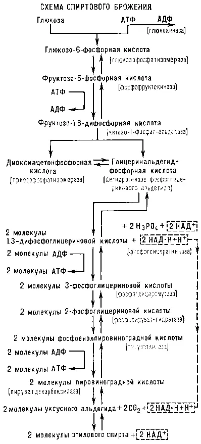 В дальнейшем многие исследователи детально изучили ферментативную природу и - фото 155