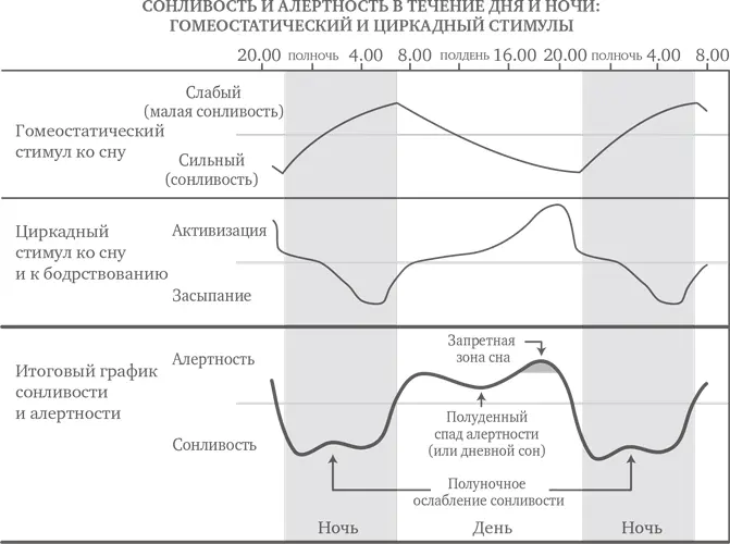 Установка биологических часов откуда вы знаете в каком часовом поясе - фото 10