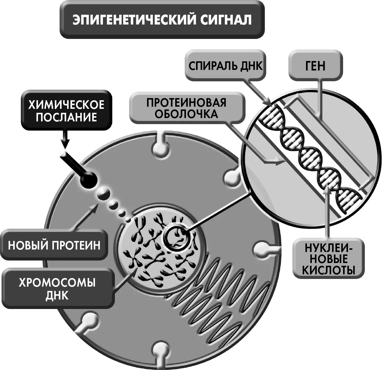 Рисунок 42Aиллюстрирует эпигенетический сигнал входящий на участок клеточного - фото 10