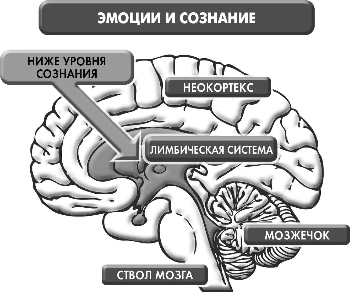Рисунок 61 Под действием эмоций активируется лимбическая система а она - фото 16
