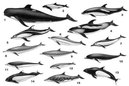 Дельфины 1 чёрная гринда Globicephalus melas 2 дельфин Коммерсона - фото 148