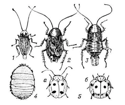 Таракановые 1 прусак Blatella germanica самка с оотекой 2 3 чёрный - фото 344