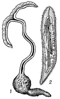 Bonellia viridis 1 самка 1 3натуральной величины 2 самец увеличено в - фото 287