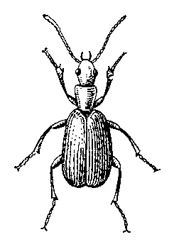 Бомбардир Brachinus crepitans Бомбей город в Индии Бомбейот имени - фото 275
