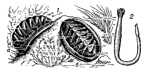 Боконервные моллюски 1 хитон Chiton elegans а вид сбоку б вид - фото 74