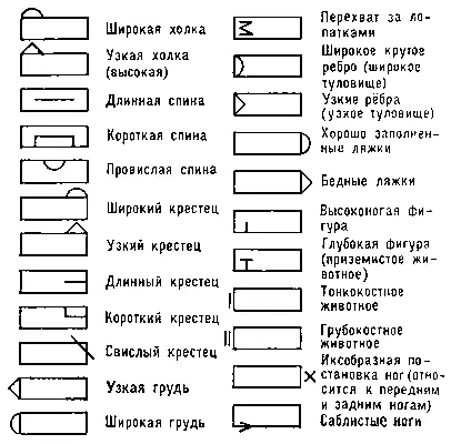 Бонитировочный ключ Бонифасио Андрес БонифасиоBonifacio Андрес - фото 290