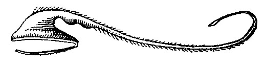 Большерот Saccopharynx ampullaceus Большие Антильские острова Большие - фото 236
