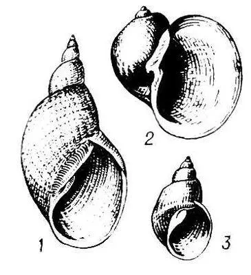 Прудовики 1 Lymnaea Lymnaea stagnalis 2 Lymnaea Radix auricularia 3 - фото 518