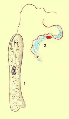 Простейшие Жгутиконосцы 1 Peranema trichoforum 2 Trypanosoma lewisi - фото 449