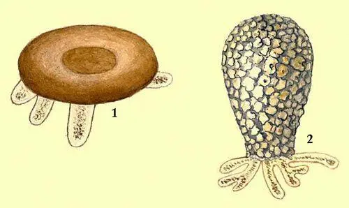 Раковинные корненожки 1 Arcella vulgaris 2 Difflugia sp Солнечник - фото 451