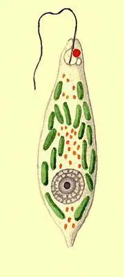 Простейшие Жгутиконосцы Euglena viridis Инфузории 1 туфелька Paramecium - фото 454