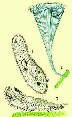 Инфузории 1 туфелька Paramecium caudatum 2 трубач Stentor coeruleus - фото 455