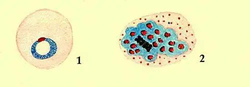 Возбудитель малярии Plasmodium vivax 1 в эретроците человека 2 стадия - фото 457