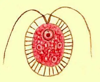 Простейшие Жгутиконосцы Haematococcus sp Простетическая группа - фото 459