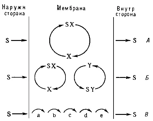 Рис 1 Транспорт веществ через биологическую мембрану с участием переносчиков - фото 413
