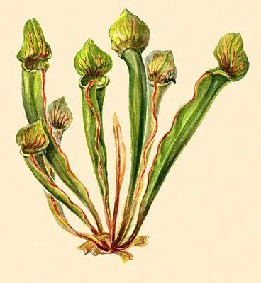 Насекомоядные растения Саррацения Sarracenia drummondii Насекомоядные - фото 268