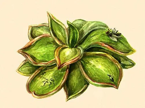 Насекомоядные растения Жирянка обыкновенная Pinguicula vulgaris - фото 270