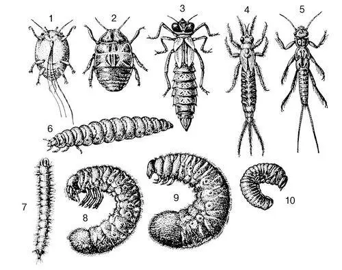 Рис 3а Нимфы насекомых с неполным превращением 1 щитовка Aspidiotus 2 - фото 285