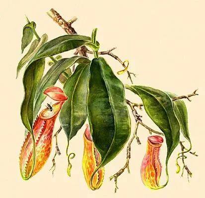 Насекомоядные растения Непентес Nepenthes destillatoria Насекомоядные - фото 271