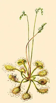 Насекомоядные растения Росянка круглолистная Drosera rotundifolia - фото 272