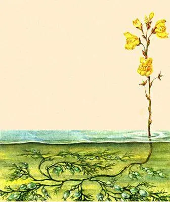 Насекомоядные растения Пузырчатка обыкновенная Utricularia vulgaris - фото 273
