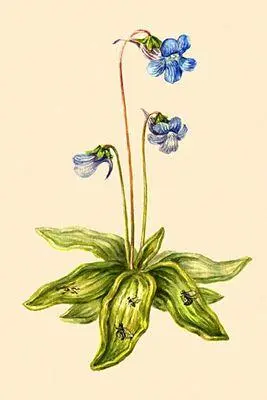 Насекомоядные растения Жирянка обыкновенная Pinguicula vulgaris - фото 274