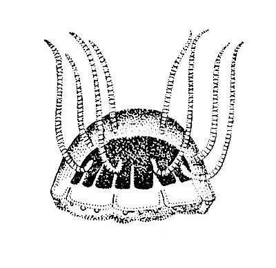 Наркомедуза Aeginura grimaldii Наркотики Наркотикиот греч narkotikós - фото 175