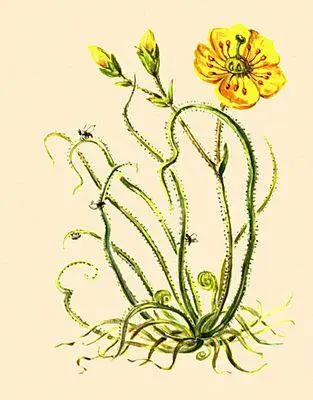 Насекомоядные растения Росолист Drosophyllum lusitanicum Насекомоядные - фото 276