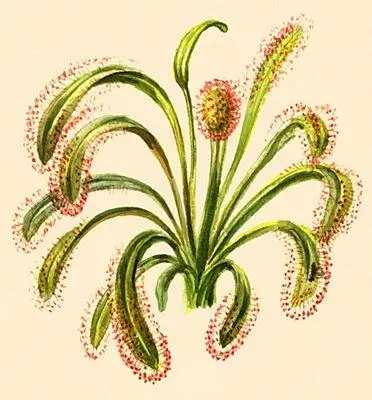 Насекомоядные растения Росянка капская Drosera capensis Насекомые - фото 277