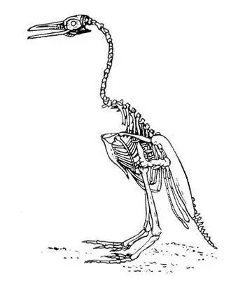 Гесперорнис Hesperornis regalis Гесс Виктор Франц ГессХесс Hess Виктор - фото 434