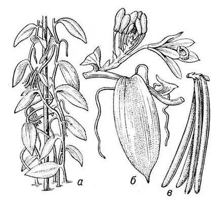 Ваниль Vanilla planifolia а общий вид б цветущая ветка в плоды - фото 226
