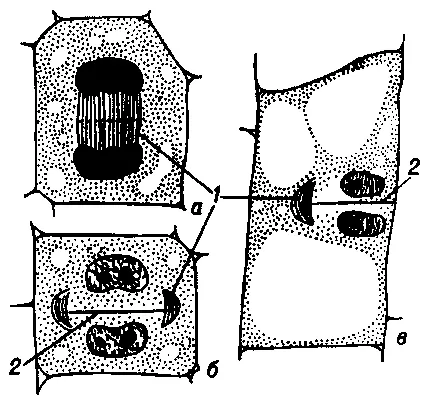 Фрагмопласт 1 и образование клеточной стенки 2 а начало формирования - фото 1