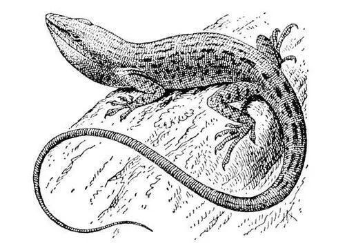Анолис Anolis carolinensis Анолит Анолитэлектролит соприкасающийся с - фото 209