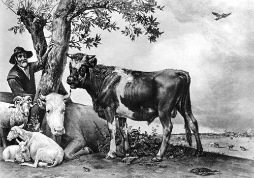 П Поттер Молодой бык 1647 Маурицхёйс Гаага В А Ватагин Медведь - фото 186