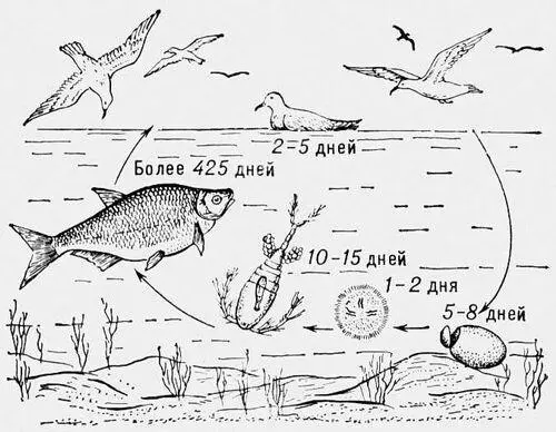 Жизненный цикл и сроки развития Ligula intestinalis Ремни безопасности - фото 283