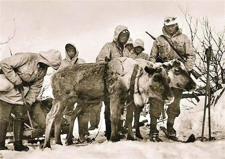 Немецкие горные егеря 6й дивизии 6 GebirgsDivision стоят возле оленьей - фото 435