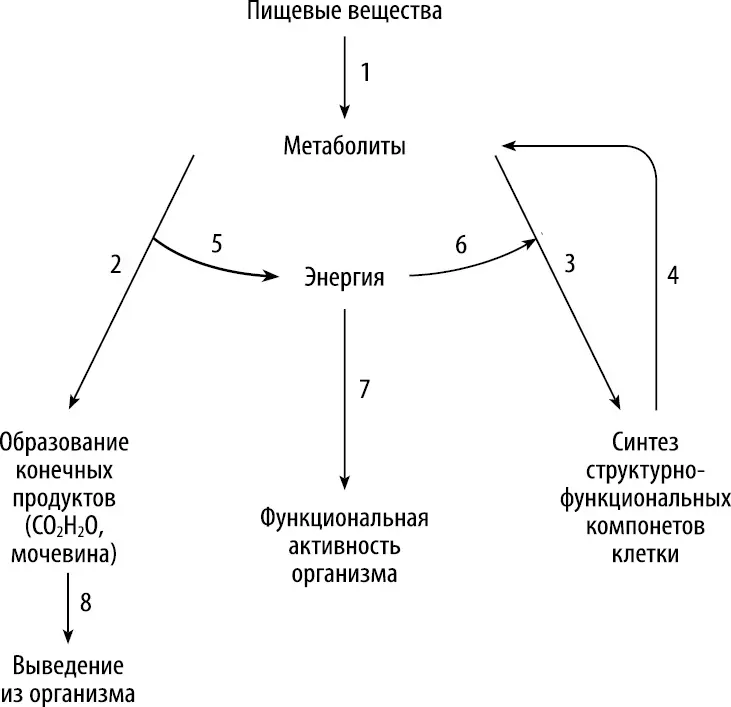 Рис 2Общая схема обмена веществ и энергии 1 пищеварение 2 катаболизм 3 - фото 3